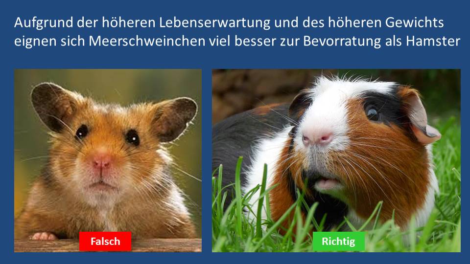 meerschwein hamster.jpg