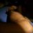 Nylons4Tom
