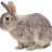 NylonRabbit