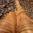 Danskin